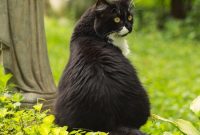 Happy Caturday: Tiny Patchouli Cat Celebrates the Weekend