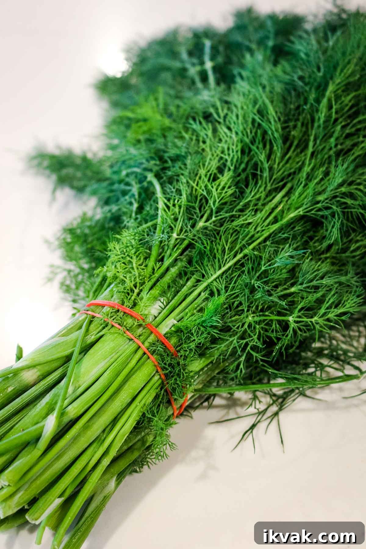 How to Store Fresh Dill: 3 Simple Ways to Preserve Flavor 3 fresh dill with red rubberband around the stems in a post on how to cut fresh dill