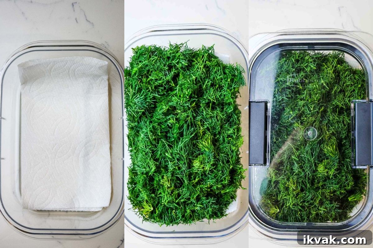 How to Store Fresh Dill: 3 Simple Ways to Preserve Flavor 5 store fresh dill in container with paper towel lined.