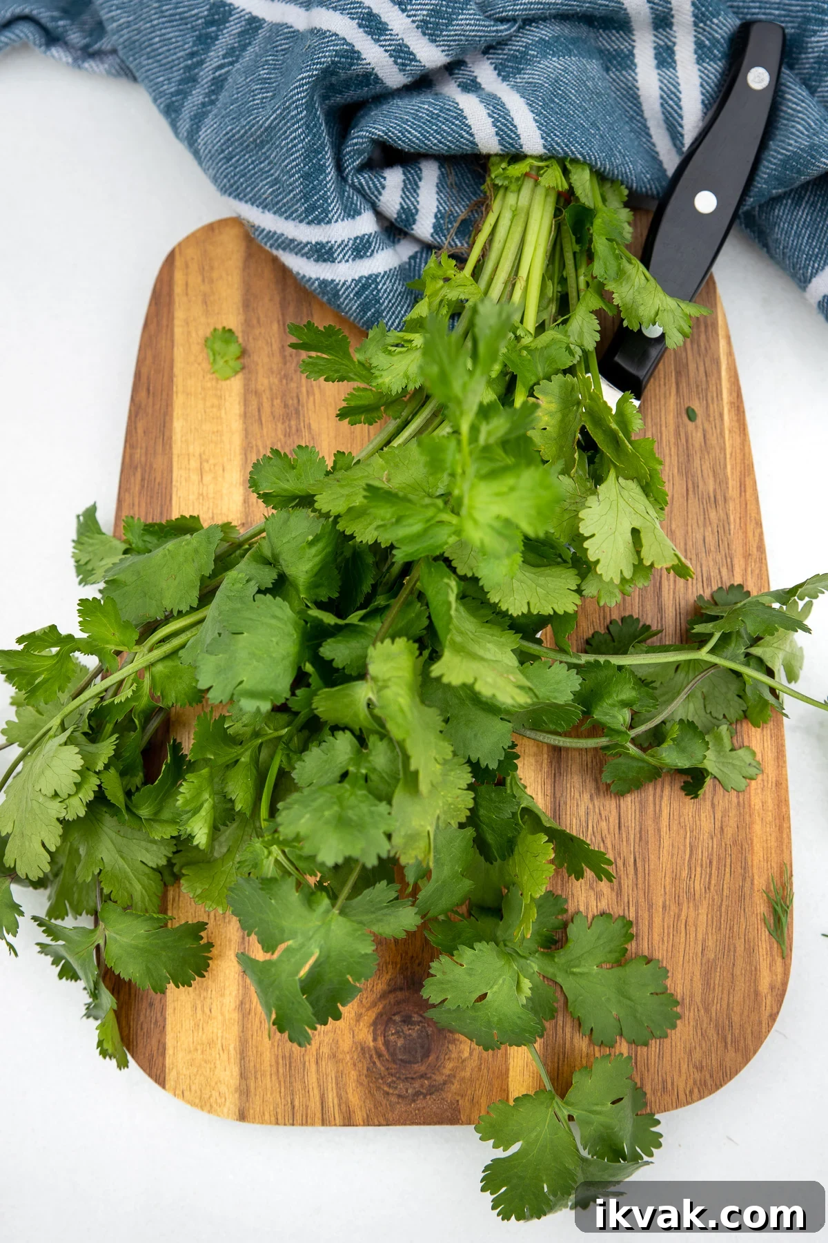 20 Flavorful Dill Substitutes for Cooking and Garnish 8 A bunch of fresh coriander and a knife on a wooden chopping board and on a white background with a blue tea towel in the background.