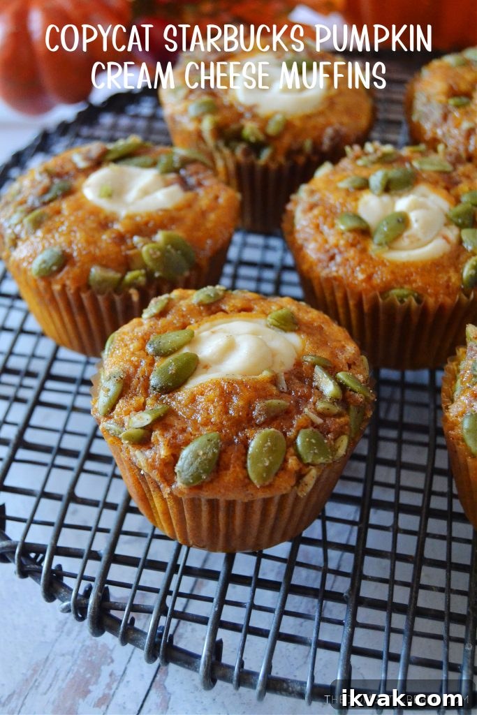 Pumpkin Cream Cheese Muffins with Swirled Filling Recipe 2 pumpkin cream cheese muffins arranged randomly on a black wire rack
