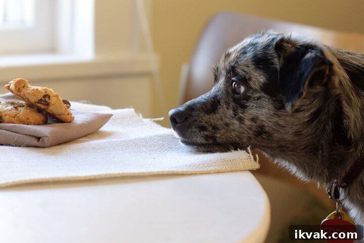 dog begging for a cookie