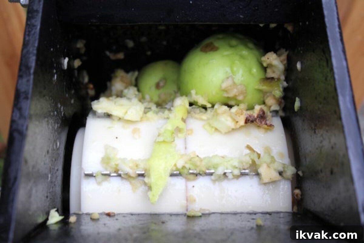 Grinding homegrown apples before pressing them into cider.