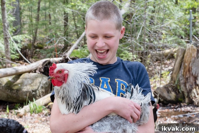 a boy holding his rooster